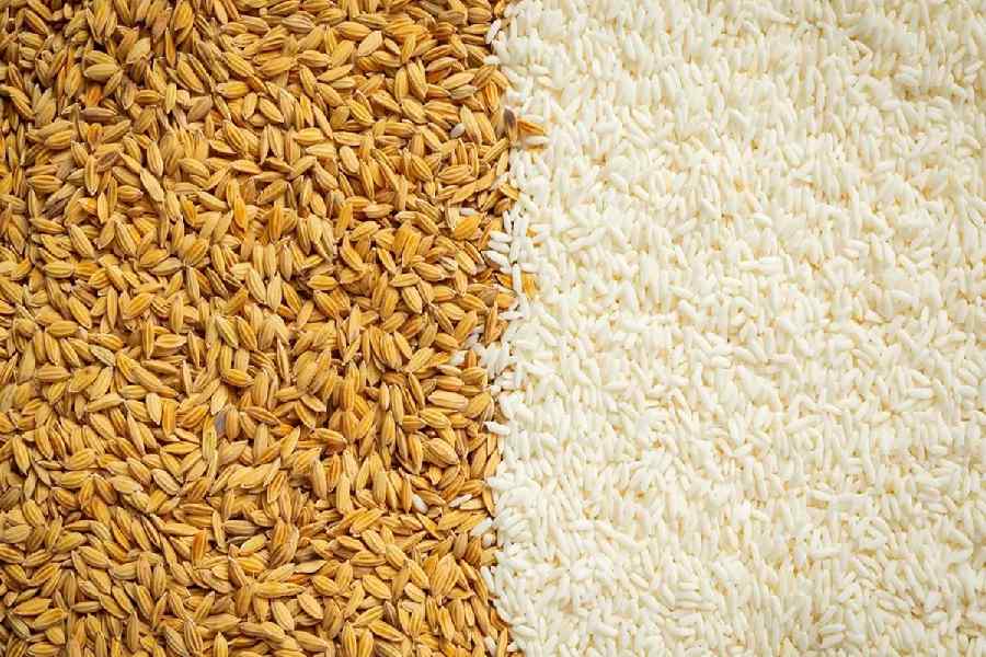 Wheat vs Rice