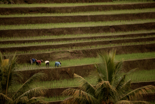 Largest Rice-Producing Countries