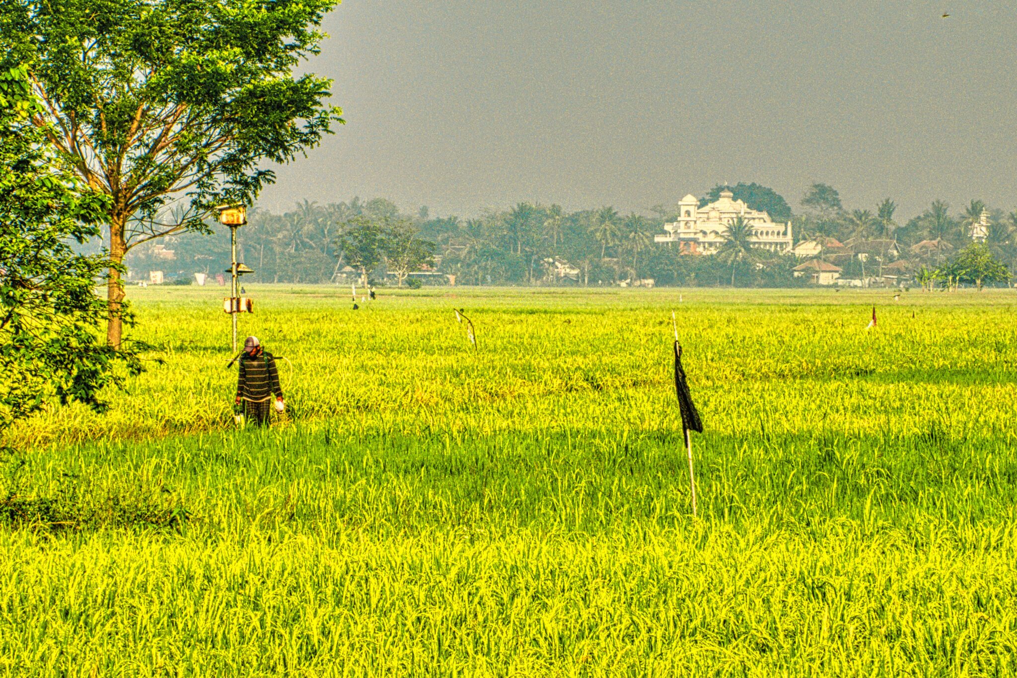Top 10 Rice Producing States in India | Barkat Rice